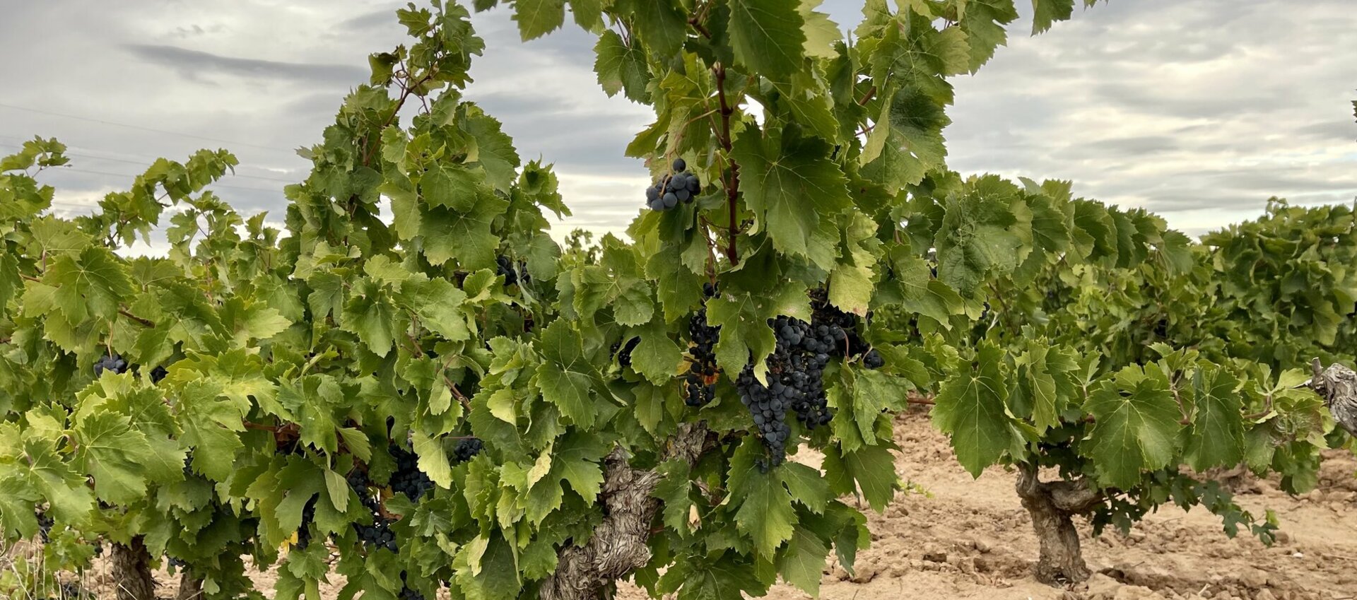 La Mairie de Roquecourbe Minervois vous souhaite la bienvenue dans l'Aude