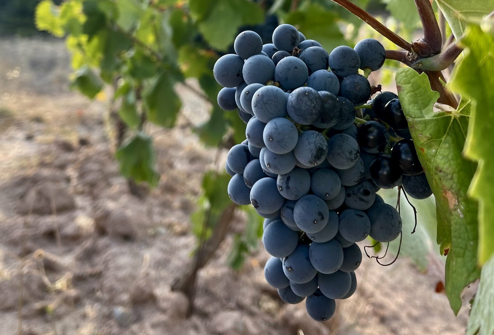 La Mairie de Roquecourbe Minervois vous souhaite la bienvenue dans l'Aude